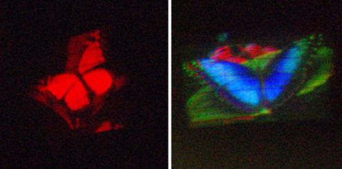 Et hologram av en sommerfugl, vist på både en vanlig, monokrom holografisk videofremviser (venstre) og MIT-forskeres nye fargefremviser. (Bilde: Daniel Smalley)